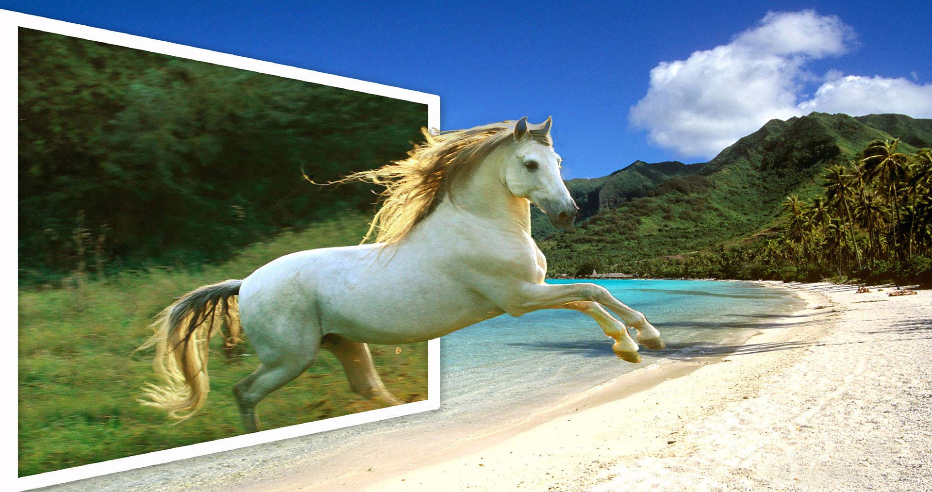  Photo-montage animalier - cheval!, by Lovely Design, Graphiste freelance
